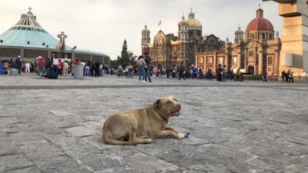Perros abandonados en la Basílica de Guadalupe