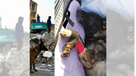 El perro rescatista de la Sedena murió en Turquía