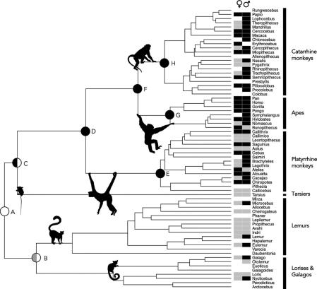 Filogenia de 67 géneros del orden de los primates, que ilustran nodos ancestrales reconstruidos y rasgos de géneros existentes en primates machos y hembras*.
