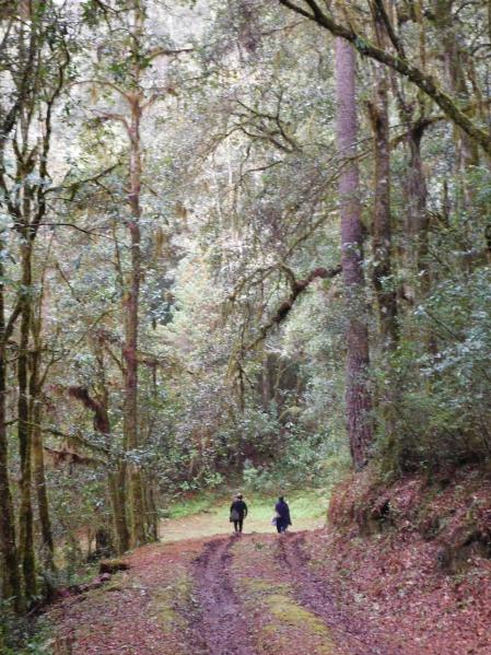 La convivencia con el bosque es atesorada mucho por las personas que viven en los bosques oaxaqueños y los expresan en su vida cotidiana.