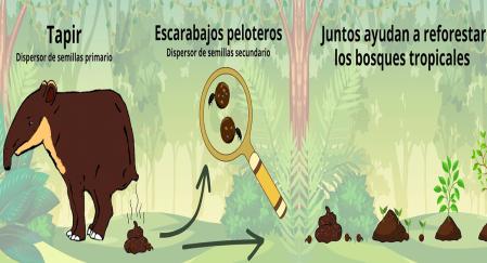 Dispersión de semillas en los bosques tropicales: el tapir centroamericano (Tapirus bairdii) como dispersor primario y escarabajos peloteros como dispersores secundarios.