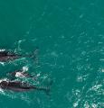 Las ballenas jorobadas que migran anualmente por la costa este de Australia.