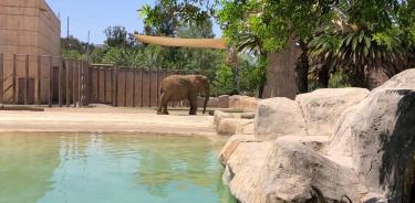 Ely es la única elefanta que habita en los zoológicos de la CDMX y fue rescatada de un circo