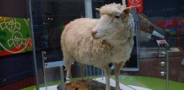 Los restos disecados de la oveja Dolly están expuestos en el Real Museo de Escocia, informa Wikipedia..