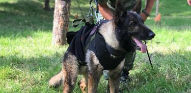 Proteo, perrito de la Sedena que perdió la vida en Turquía