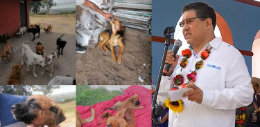 Vecinos de Xochimilco buscan frenar orden de matanza contra decenas de perros impuesta por alcalde