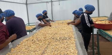 Durante la producción de harina de plátano