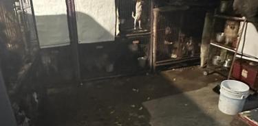 Rescatan a 31 perros maltratados en Ecatepec