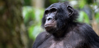 El bonobo llamado “Jackson” en la Reserva de Bonobo Kokolopori, República Democrática del Congo, donde se llevó a cabo el estudio.
