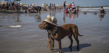 Turistas también han aprovechado para llevar con ellos a sus mascotas, como este can, que disfrutó de las playas de Veracruz/Cuartoscuro/