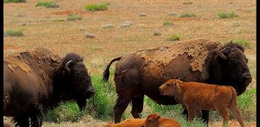 El bisonte americano busca recuperar sus dominios en el norte de México