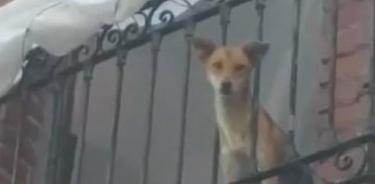En condiciones inhumanas, abandonan a perros en la CDMX