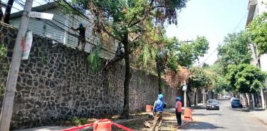 Mítikah: Vecinos de Xoco denuncian tala de árboles