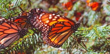 Con estrictas medidas sanitarias y de seguridad, en Michoacán abren   Santuarios de la Mariposa Monarca para evitar contagios de COVID-19