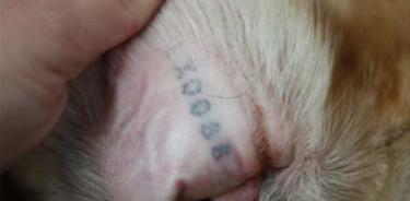 Quedan prohibidos los tatuajes en animales en la CDMX