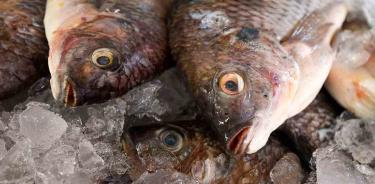 Acuerda Economía con Sader y Conapesca frenar importación de filetes de pescado frescos y refrigerados