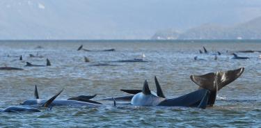 Muere al menos un tercio de 270 ballenas varadas en la costa sur de Australia