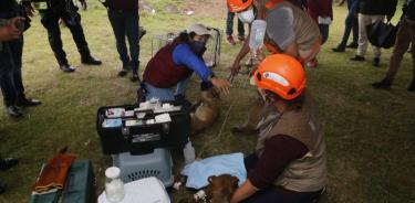Rescatan a perritos que cayeron al socavón en Puebla