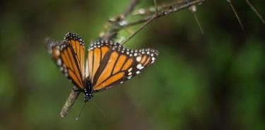 A Michoacán lo están olvidando: guías en zona de mariposa Monarca