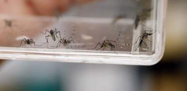 Llama Salud Edomex a prevenir dengue, chikungunya y zika