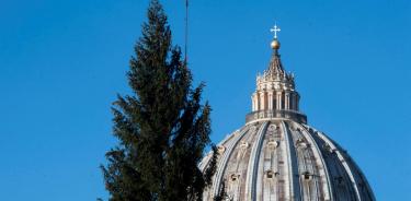 El árbol de Navidad del Vaticano ya llegó a la Plaza de San Pedro