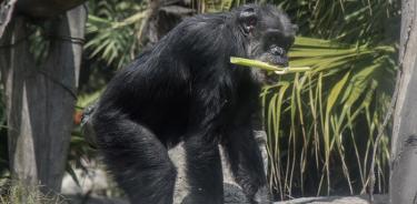 Congo, el chimpancé más longevo de San Juan de Aragón