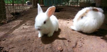 Alertan de nuevo virus provocado por conejos