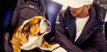 Roscoe, el bulldog inglés de Lewis Hamilton es vegano