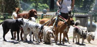 Multarán a quienes paseen a mascotas sin correa en Ecatepec