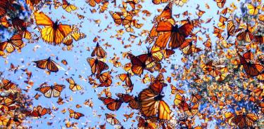 Presencia de mariposa monarca cayó 26% por la tala clandestina