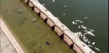 Mueren miles de peces en el Lago de Chapultepec