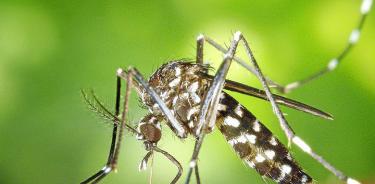 Hasta mil millones de personas podrían padecer dengue por cambio climático
