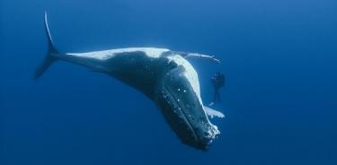 Ballenas jorobadas se recuperan y robustecen sus poblaciones