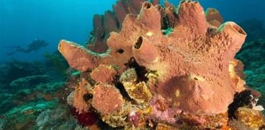 Esponjas marinas, vitales para paliar cambio climático