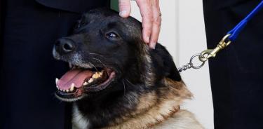 Trump condecora a Conan, la perra de la operación en que murió Al Bagdadi