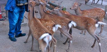 Mueren ciervos en Japón por comer plásticos que desechan turistas