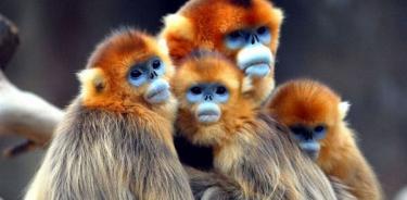 China busca salvar al mono chato de la extinción