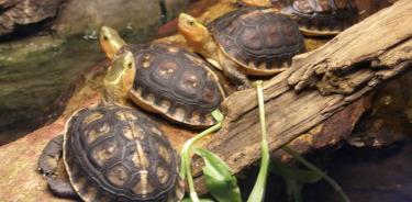 Desaparecen decenas de tortugas en peligro de extinción de zoológico en Japón