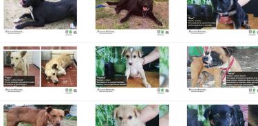 Metro pone en adopción a perritos rescatados en sus instalaciones