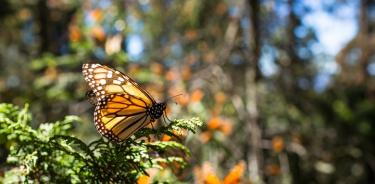 Abre el santuario de la mariposa monarca para recibir a visitantes