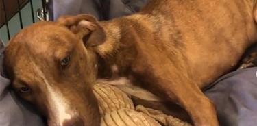 Perro sobrevive un mes atrapado bajo escombros tras paso de Huracán Dorian
