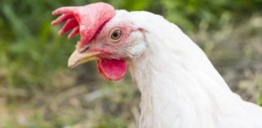 Suiza prohíbe el triturado de pollos vivos