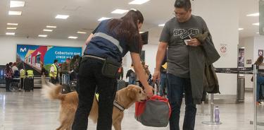 Senasica incrementa la presencia de binomios caninos en aeropuertos