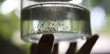 Alerta la OPS sobre el mayor brote de dengue en AL en los últimos tres años
