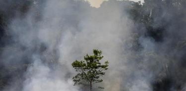 Deforestación en la Amazonía brasileña aumentó 222% en agosto
