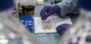 Científicos en EU descubren cómo reprogramar células madre