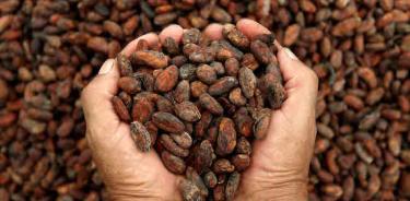 Sembrando Vida podría provocar la extinción de cacao endémico en Chiapas y Tabasco