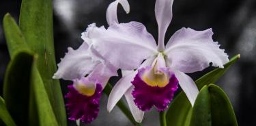Orquídeas, en riesgo de extinción por deforestación