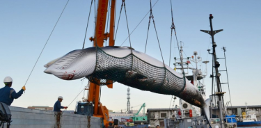 Comienza la caza de ballenas frente a la costa norte de Japón
