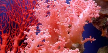 Olas de calor matan a los corales más rápido de lo que se pensaba
